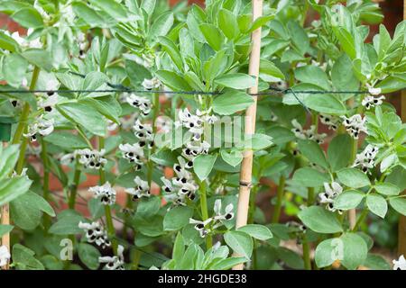 Favabohne (breite Bohne) Pflanzen, Detail der wachsenden Pflanzen in Blüte mit Bambusstöcken zur Unterstützung Stockfoto