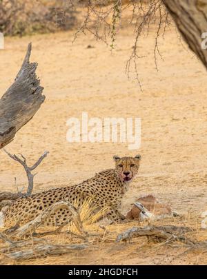 Gepard mit Springbok-Beute im Kgalagadi Stockfoto