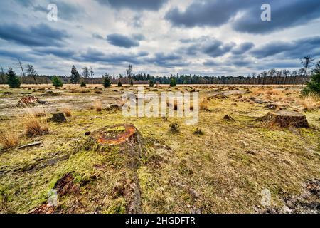 Baum stolpert in einem klar geschnittenen Waldfeld. Stockfoto
