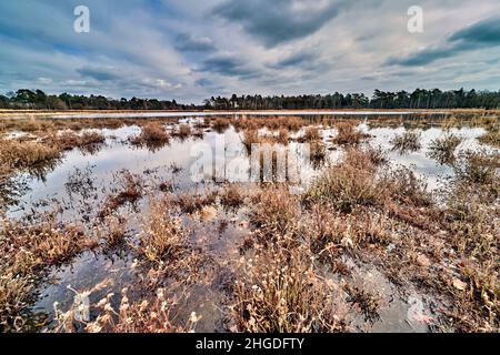 Feuchtgebiete in drente, Niederlande, mit einem Wald im Hintergrund. Stockfoto
