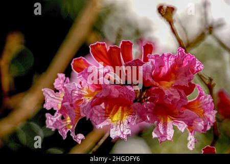 Flamboyant Tree (delonix Regia). Dieser Baum, der auch als Royal Poinciana bekannt, ist native auf Madagaskar ist aber von Nord nach Süd Amerika gefunden, und durch Stockfoto