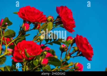 Schöne Rosen rote Blüten, glänzende und grüne Blätter auf Strauchzweigen gegen den blauen Himmel und die Sonne. Rote Rose blüht am klaren Himmel. Stockfoto