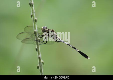 a dragonfly perched on the grass Stockfoto