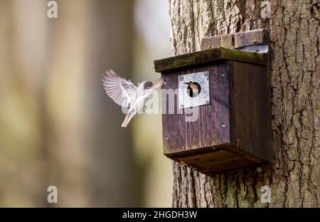 Ein Brutpaar wilder Pienenfängervögel (Ficedula hypoleuca) wurde gefangen, als sie mit Nistmaterial in einen britischen Waldnistkasten geflogen waren. Stockfoto