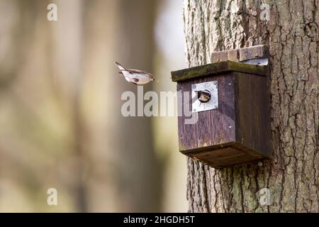 Ein Brutpaar wilder Pienenfängervögel (Ficedula hypoleuca) wurde gefangen, als sie mit Nistmaterial in einen Nistkasten im Wald flogen. Stockfoto