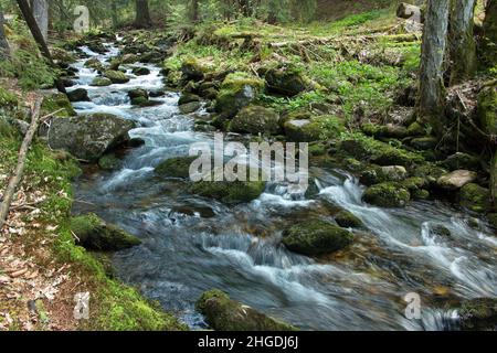 Creek Zeleny potok bei Pec pod Snezkou in Riesengebirge, Tschechische Republik, Europa Stockfoto