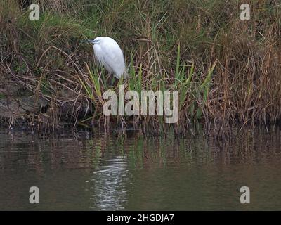 Sheerness, Kent, Großbritannien. 20th Januar 2022. Wetter in Großbritannien: Ein kleiner Reiher wird an einem kalten Tag in Sheerness, Kent, gesehen, wie er sich niederlässt. Kredit: James Bell/Alamy Live Nachrichten Stockfoto