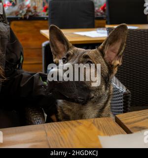 Ein Nahaufnahme-Bild eines sieben Monate alten Schäferhundes. Sable farbige Arbeitslinie Rasse Stockfoto