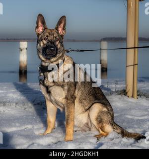 Ein sieben Monate alter Schäferhund sitzt im Schnee. Sable farbige Arbeitslinie Rasse Stockfoto