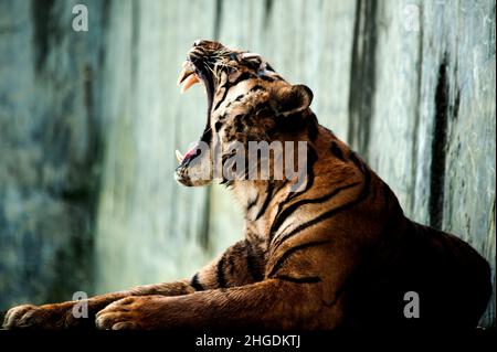 (220120) -- MEDAN, 20. Januar 2022 (Xinhua) -- Ein Sumatratiger (Panthera tigris sumatrae) wird am 20. Januar 2022 im Medan Zoopark in der Provinz Nord-Sumatra, Indonesien, gesehen. Das bevorstehende chinesische Mondneujahr markiert das Jahr des Tigers, das das dritte Tierkreiszeichen im chinesischen Tierkreiszyklus ist. (Foto von Sutanta Aditya/Xinhua) Stockfoto