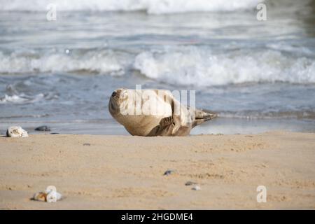 Robbenbeobachtung bei Horsey GAP an der Norfolk-Küste in England, Großbritannien Stockfoto