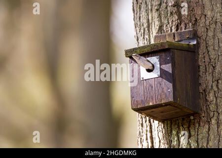 Der Rattenfänger-Vogel (Ficedula hypoleuca) wurde gefangen, als er im Frühjahr aus einem britischen Nistkasten im Wald fliegt. Stockfoto