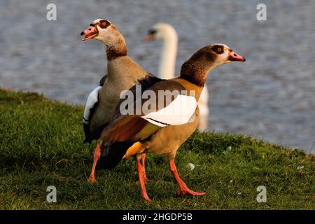 Eton, Großbritannien. 19th. Januar 2022. Neben der Themse sind ägyptische Gänse abgebildet. Eine lokale Zone zur Bekämpfung von Vogelgrippe-Erkrankungen aus dem Jahr 3km wurde von Defra als Vorsichtsmaßnahme eingeführt, nachdem kürzlich Fälle von Avian Influenza (HPAI) H5N1 in Schweinen an der Themse in Eton identifiziert wurden. Hunde sollten an den Leads in der Nähe des Flusses gehalten werden und Schwäne sollten nur von der Wohltätigkeitsorganisation Swan Support gefüttert werden. Kredit: Mark Kerrison/Alamy Live Nachrichten Stockfoto