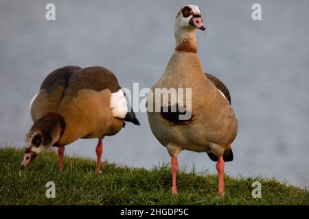 Eton, Großbritannien. 19th. Januar 2022. Neben der Themse sind ägyptische Gänse abgebildet. Eine lokale Zone zur Bekämpfung von Vogelgrippe-Erkrankungen aus dem Jahr 3km wurde von Defra als Vorsichtsmaßnahme eingeführt, nachdem kürzlich Fälle von Avian Influenza (HPAI) H5N1 in Schweinen an der Themse in Eton identifiziert wurden. Hunde sollten an den Leads in der Nähe des Flusses gehalten werden und Schwäne sollten nur von der Wohltätigkeitsorganisation Swan Support gefüttert werden. Kredit: Mark Kerrison/Alamy Live Nachrichten Stockfoto