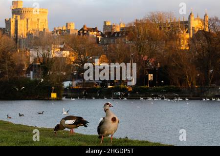 Eton, Großbritannien. 19th. Januar 2022. Neben der Themse sind ägyptische Gänse abgebildet. Eine lokale Zone zur Bekämpfung von Vogelgrippe-Erkrankungen aus dem Jahr 3km wurde von Defra als Vorsichtsmaßnahme eingeführt, nachdem kürzlich Fälle von Avian Influenza (HPAI) H5N1 in Schweinen an der Themse in Eton identifiziert wurden. Hunde sollten an den Leads in der Nähe des Flusses gehalten werden und Schwäne sollten nur von der Wohltätigkeitsorganisation Swan Support gefüttert werden. Kredit: Mark Kerrison/Alamy Live Nachrichten Stockfoto