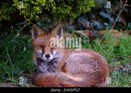 Ein urbaner Fuchs, der in einem heimischen Garten ruht Stockfoto