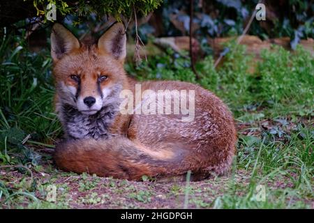 Ein urbaner Fuchs, der in einem heimischen Garten ruht Stockfoto