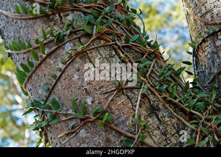 Epiphytische Pflanzen am Baumstamm (Microgramma squamulosa) Stockfoto