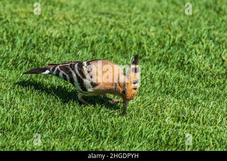 Wiedehopf (Upupa epops) auf der Suche nach Nahrung im Gras Stockfoto