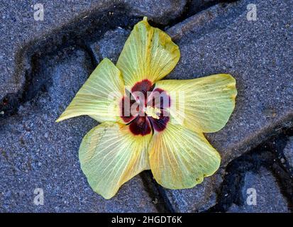 Hibiskusblüte am Strand (Hibiscus tiliaceus) auf dem Boden Stockfoto