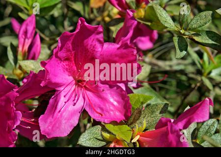Rosa Azaleen im Garten Stockfoto