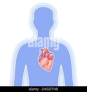 Illustration mit innerem Herzorgan. Anatomie des menschlichen Körpers. Gesundheitsfürsorge und medizinisches Image. Stock Vektor