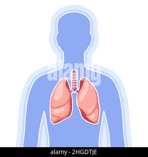Illustration mit dem inneren Organ der Lunge. Anatomie des menschlichen Körpers. Gesundheitsfürsorge und medizinisches Image. Stock Vektor