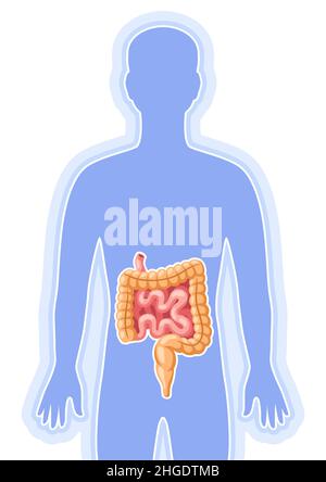 Illustration mit dem inneren Organ des Darms. Anatomie des menschlichen Körpers. Gesundheitsfürsorge und medizinisches Image. Stock Vektor