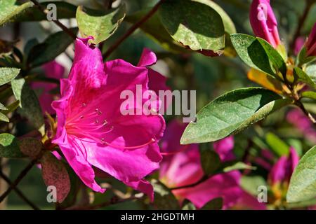 Rosa Azaleen im Garten Stockfoto
