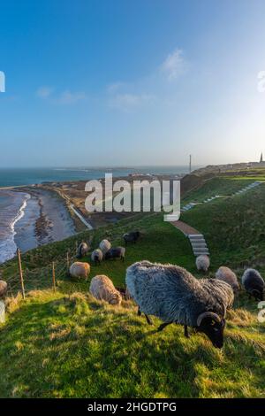 Heidschnucken Schafe weiden im Oberland auf der Nordseeinsel Helgoland, Norddeutschland, Mitteleuropa Stockfoto