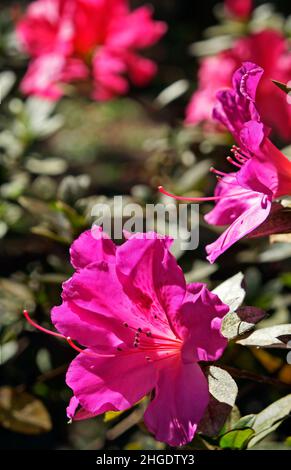 Rosa Azaleen im Garten Stockfoto