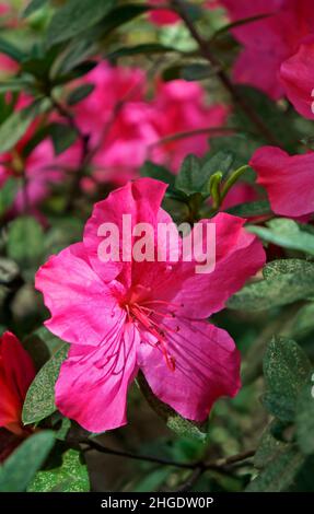 Rosa Azaleen im Garten Stockfoto