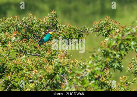 Merops apiaster - Europäischer Bienenfresser farbenfroher Vogel auf einem schönen grünen Hintergrund mit schönem Bokeh. Foto der wilden Natur. Stockfoto