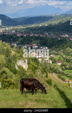 Braune Kuh, die Gras frisst. Berge und Dorf im Hintergrund. Stockfoto