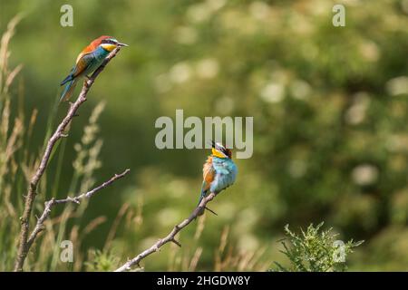 Merops apiaster - Europäischer Bienenfresser farbenfroher Vogel auf einem schönen grünen Hintergrund mit schönem Bokeh. Foto der wilden Natur. Stockfoto