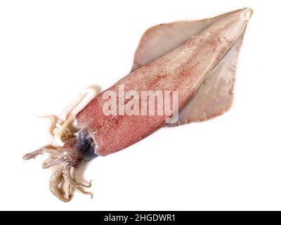 RAW Octopus, Calmar isoliert auf weißem Hintergrund Stockfoto