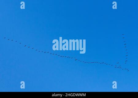 Gänse, die für den Abend zum Zimmer fliegen. Stockfoto