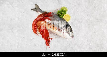 Graues Seabream mit Carabinero Shrimps auf Crushed Ice isoliert auf weißem Hintergrund - Panorama Stockfoto