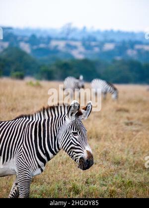 Grasende Zebras Equus grevyi Stockfoto