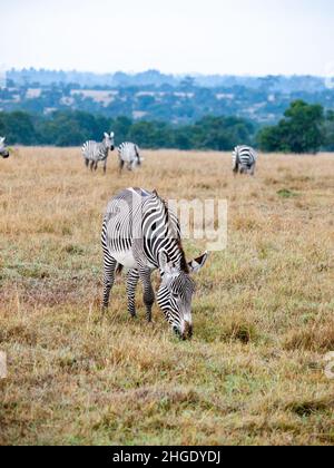 Grasende Zebras Equus grevyi Stockfoto