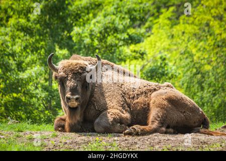 Der europäische Holzbison (Bison bonasus), auch bekannt als Wisent. Stockfoto