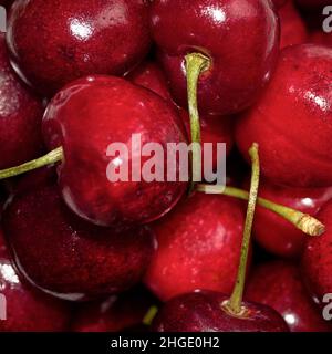 Eine Kirsche ist die Frucht vieler Pflanzen der Gattung Prunus, und ist eine fleischige Steinfrucht Kirschen in einer Schüssel. Stockfoto