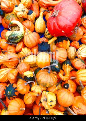 Haufen Kürbiskürbis Stockfoto