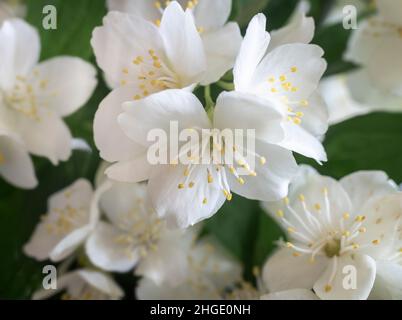 Weiße zarte Jasminblüten zwischen grünen Blättern. Vorderansicht, Nahaufnahme Stockfoto