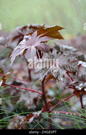 Ricinus communis 'Carmencita', Rizinusöl-Pflanze 'Carmencita'. Regen auf bronzeroten Blättern Stockfoto