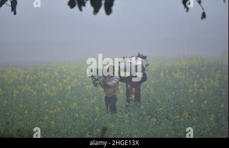 Jammu, das von Indien kontrollierte Kaschmir. 20th Januar 2022. Die Bauern arbeiten an einem nebligen Morgen in einem Feld am Stadtrand von Jammu, der Winterhauptstadt des von Indien kontrollierten Kaschmir, am 20. Januar 2022. Quelle: Str/Xinhua/Alamy Live News Stockfoto