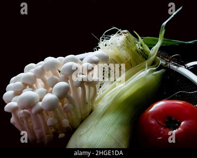 Hand hält eine Gruppe von Buchenpilzen Hypsizygus tesselatus Buna shimeji ist ein essbarer Pilz Stockfoto