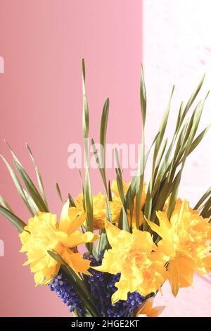 Bouquet von gelben Narzissen Blumen vor rosa pastellfarbenen Hintergrund. Stockfoto