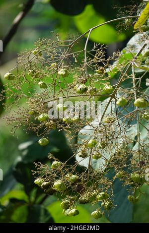 Die Blume aus Teakholz mit einem natürlichen Hintergrund. Diese Pflanze auch jati genannt Stockfoto