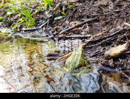 Grüner Frosch in einem kleinen Bachwasser im Frühlingswald Stockfoto